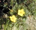 10cinquefoil.jpg (63kb)