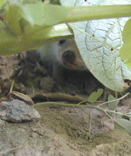 Milo hidden in garden